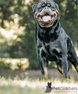 Dodatkowe zdjęcia: Kennel Club Zarejestrował piękne szczenięta Rottweilera