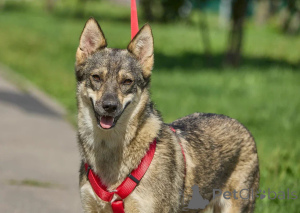 Zdjęcie №1. pies nierasowy - na sprzedaż w Rzeka Moskwa | Bezpłatny | Zapowiedź №154298