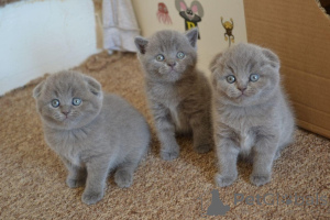 Zdjęcie №1. scottish fold - na sprzedaż w Heilbronn | 1674zł | Zapowiedź № 172323
