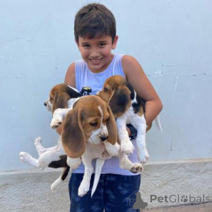 Zdjęcie №1. beagle (rasa psa) - na sprzedaż w Berlin | negocjowane | Zapowiedź №166516