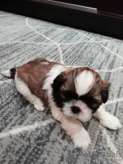 Dodatkowe zdjęcia: Rasowe szczenięta Shih Tzu.