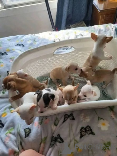 Zdjęcie №1. chihuahua (rasa psów) - na sprzedaż w Manchester | negocjowane | Zapowiedź №166829