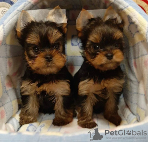 Zdjęcie №2 do zapowiedźy № 43045 na sprzedaż  yorkshire terrier - wkupić się Niemcy hodowca