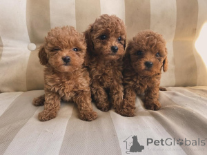 Zdjęcie №1.  - na sprzedaż w Bayerisch Eisenstein | negocjowane | Zapowiedź №158056