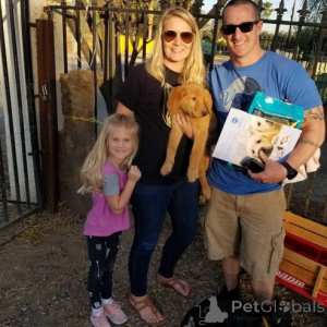 Zdjęcie №2 do zapowiedźy № 167334 na sprzedaż  golden retriever - wkupić się Filipiny prywatne ogłoszenie