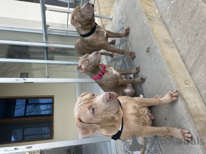 Zdjęcie №3. Hodowla oferuje szczeniaka pitbulla. Azerbejdżan