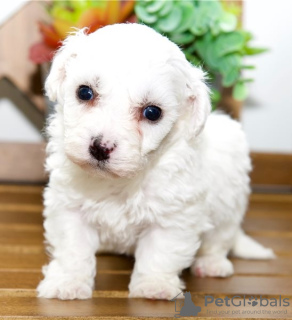 Zdjęcie №3. Bichon Frise. Włochy