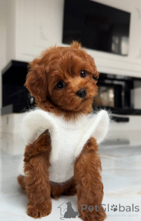 Zdjęcie №2 do zapowiedźy № 163964 na sprzedaż  maltańczyk - wkupić się Niemcy hodowca