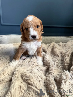 Zdjęcie №2 do zapowiedźy № 175720 na sprzedaż  australian cattle dog - wkupić się Niemcy prywatne ogłoszenie