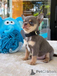 Zdjęcie №3. Urocze szczenięta chihuahua gotowe na kochające domy. Niemcy