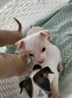 Zdjęcie №2 do zapowiedźy № 166829 na sprzedaż  chihuahua (rasa psów) - wkupić się Wielka Brytania prywatne ogłoszenie, hodowca