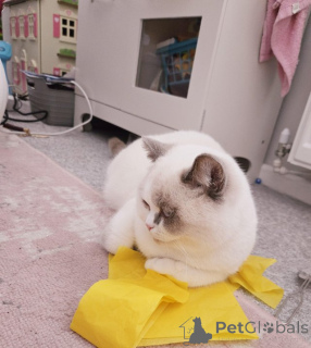 Zdjęcie №3. Brytyjski punkt kolorowy mężczyzna. Niemcy