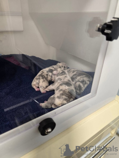 Zdjęcie №2 do zapowiedźy № 132756 na sprzedaż  buldog francuski - wkupić się Niemcy prywatne ogłoszenie