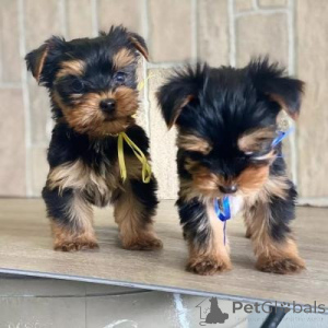 Zdjęcie №2 do zapowiedźy № 175853 na sprzedaż  yorkshire terrier - wkupić się Hiszpania 