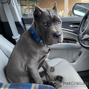 Zdjęcie №1. cane corso - na sprzedaż w Gothenburg | 2721zł | Zapowiedź №119549