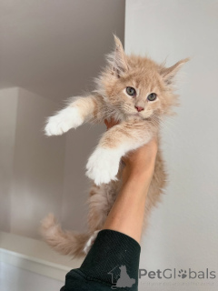 Zdjęcie №2 do zapowiedźy № 155394 na sprzedaż  maine coon - wkupić się Irlandia prywatne ogłoszenie