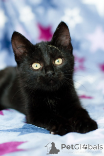 Zdjęcie №4. Sprzedam  w Mińsk. prywatne ogłoszenie - cena - Bezpłatny