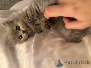 Zdjęcie №2 do zapowiedźy № 141885 na sprzedaż  kot brytyjski krótkowłosy - wkupić się Gruzja prywatne ogłoszenie