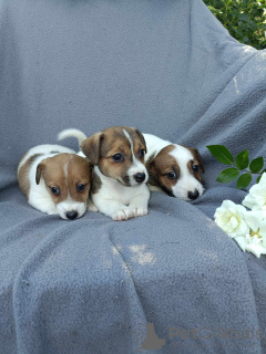 Dodatkowe zdjęcia: Wzorcowe Jack Russell Terrier JRT