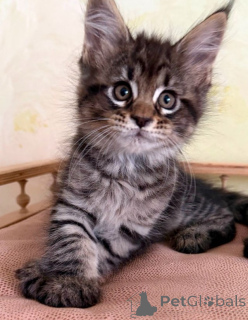 Zdjęcie №1. maine coon - na sprzedaż w Bad Kleinkirchheim | 1674zł | Zapowiedź № 171165