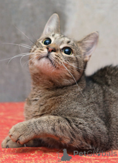 Zdjęcie №3. Młoda kotka tygrysia Sema szuka domu. Federacja Rosyjska