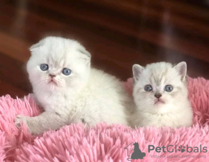 Zdjęcie №1. scottish fold - na sprzedaż w Bátonyterenye | 1465zł | Zapowiedź № 123045