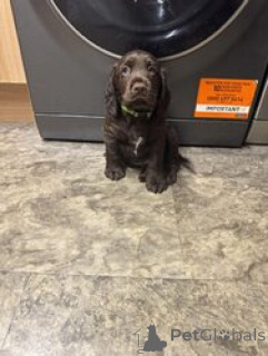 Zdjęcie №2 do zapowiedźy № 168838 na sprzedaż  cocker spaniel amerykański - wkupić się Francja hodowca