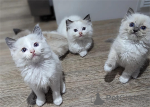 Zdjęcie №1. ragdoll - na sprzedaż w Beierdorf | 1674zł | Zapowiedź № 153368