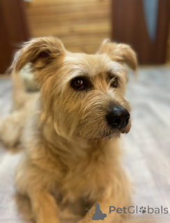 Zdjęcie №1. pies nierasowy - na sprzedaż w Chimki | Bezpłatny | Zapowiedź №158139