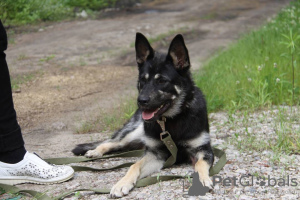 Zdjęcie №2 do zapowiedźy № 21675 na sprzedaż  pies nierasowy - wkupić się Federacja Rosyjska prywatne ogłoszenie