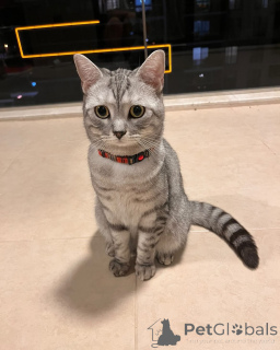 Zdjęcie №3. Poznaj Olivera, małego dżentelmena o złotym sercu i królewskiej postawie.. Włochy