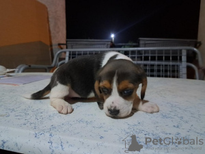 Zdjęcie №1. beagle (rasa psa) - na sprzedaż w Nemenikuće | negocjowane | Zapowiedź №73026
