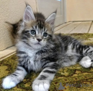 Zdjęcie №1. maine coon - na sprzedaż w Balta | 1435zł | Zapowiedź № 172664