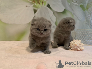 Zdjęcie №3. Śliczne zaszczepione kocięta Scottish Fold są już dostępne. Niemcy