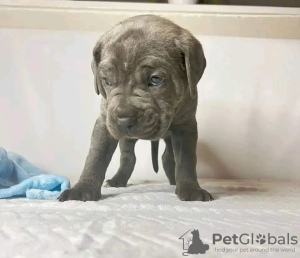 Zdjęcie №1. cane corso - na sprzedaż w Sydnej | negocjowane | Zapowiedź №116653