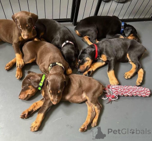 Zdjęcie №3. Urocze szczenięta dobermana do adopcji. Polska