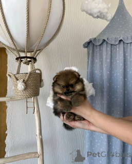 Zdjęcie №2 do zapowiedźy № 138053 na sprzedaż   - wkupić się Hiszpania 