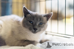 Zdjęcie №1.  - na sprzedaż w Chimki | Bezpłatny | Zapowiedź № 159059