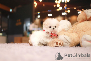 Zdjęcie №3. Dean Janet Kay Puppies House. USA