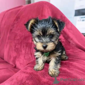 Zdjęcie №1. yorkshire terrier - na sprzedaż w Fedariškiiai | negocjowane | Zapowiedź №159979
