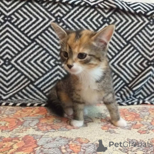 Zdjęcie №2 do zapowiedźy № 145290 na sprzedaż   - wkupić się Białoruś prywatne ogłoszenie