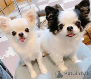 Zdjęcie №1. pies nierasowy - na sprzedaż w Гамбург | negocjowane | Zapowiedź №139187