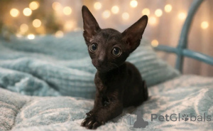 Zdjęcie №1. kot cornish rex - na sprzedaż w Bönningstedt | 1674zł | Zapowiedź № 177533