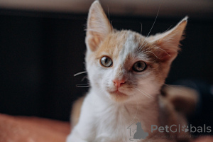 Zdjęcie №4. Sprzedam  w Rzeka Moskwa. prywatne ogłoszenie - cena - Bezpłatny