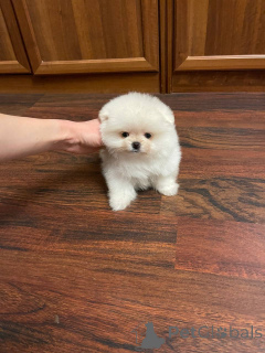 Zdjęcie №2 do zapowiedźy № 139176 na sprzedaż  szpic miniaturowy - wkupić się Niemcy prywatne ogłoszenie