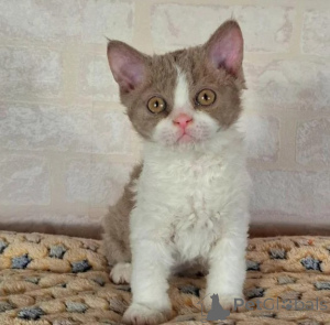 Zdjęcie №1. selkirk rex krótkowłosy - na sprzedaż w Hattingen | 1674zł | Zapowiedź № 177644