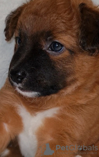 Zdjęcie №1. nagi pies meksykański - na sprzedaż w Czerkasy | negocjowane | Zapowiedź №17913