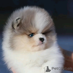 Zdjęcie №3. Wszkolony w toalecie filiżanka herbaty pomorskie. Hiszpania