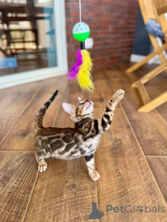 Zdjęcie №2 do zapowiedźy № 160595 na sprzedaż  kot bengalski - wkupić się Polska prywatne ogłoszenie