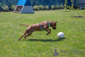 Zdjęcie №3. Najmilszy słoneczny pit bull Iskander szuka domu!. Federacja Rosyjska